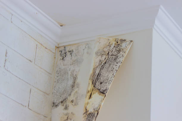 Best Environmental Consulting for Mold Prevention  in Roselle, NJ